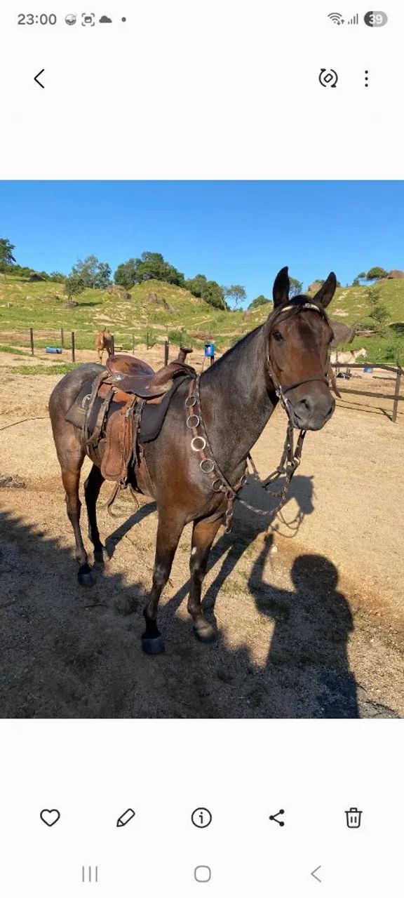 Cavalo 7 anos,  cor rosilho negro - Foto 2