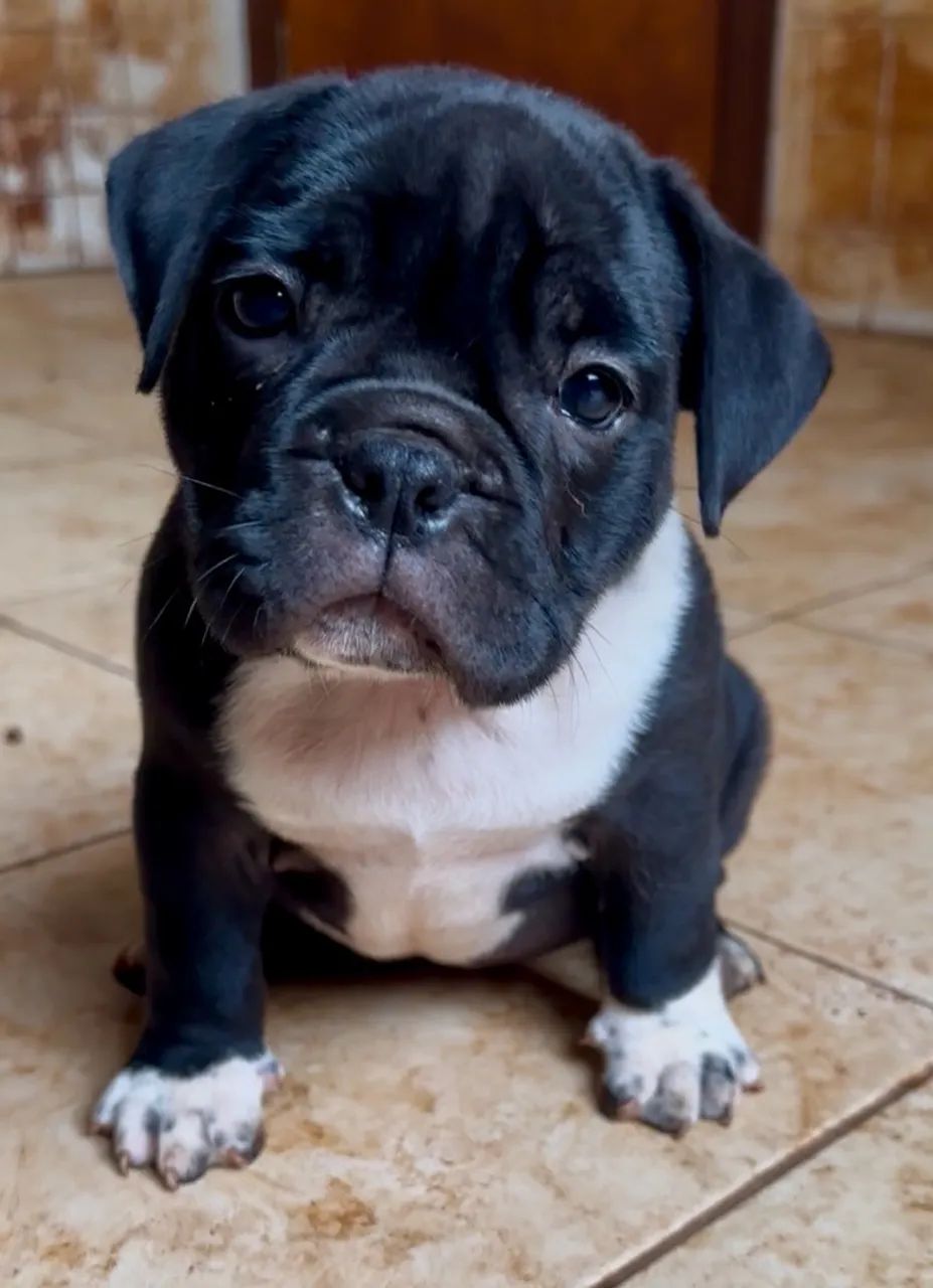 American bully exotic  - Foto 2