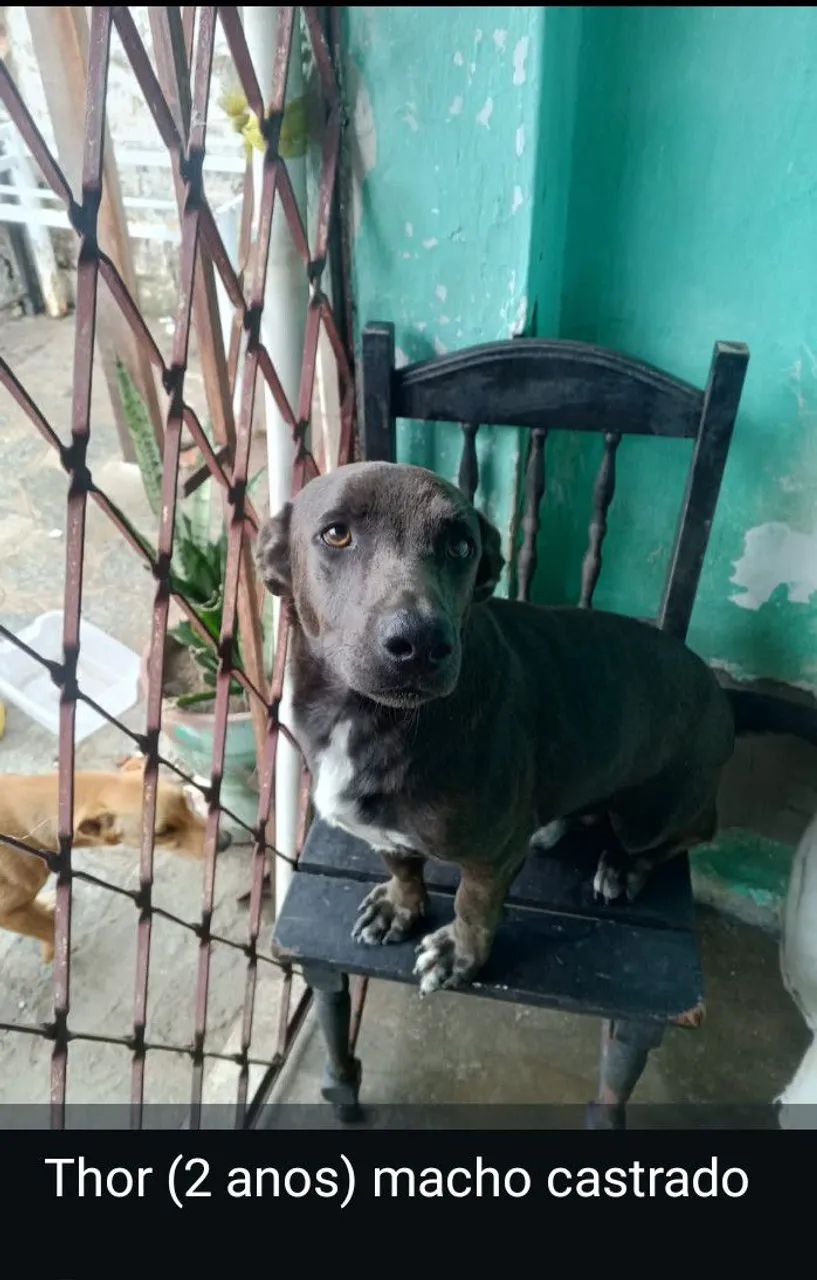 Cachorros p adoção responsável  - Foto 4