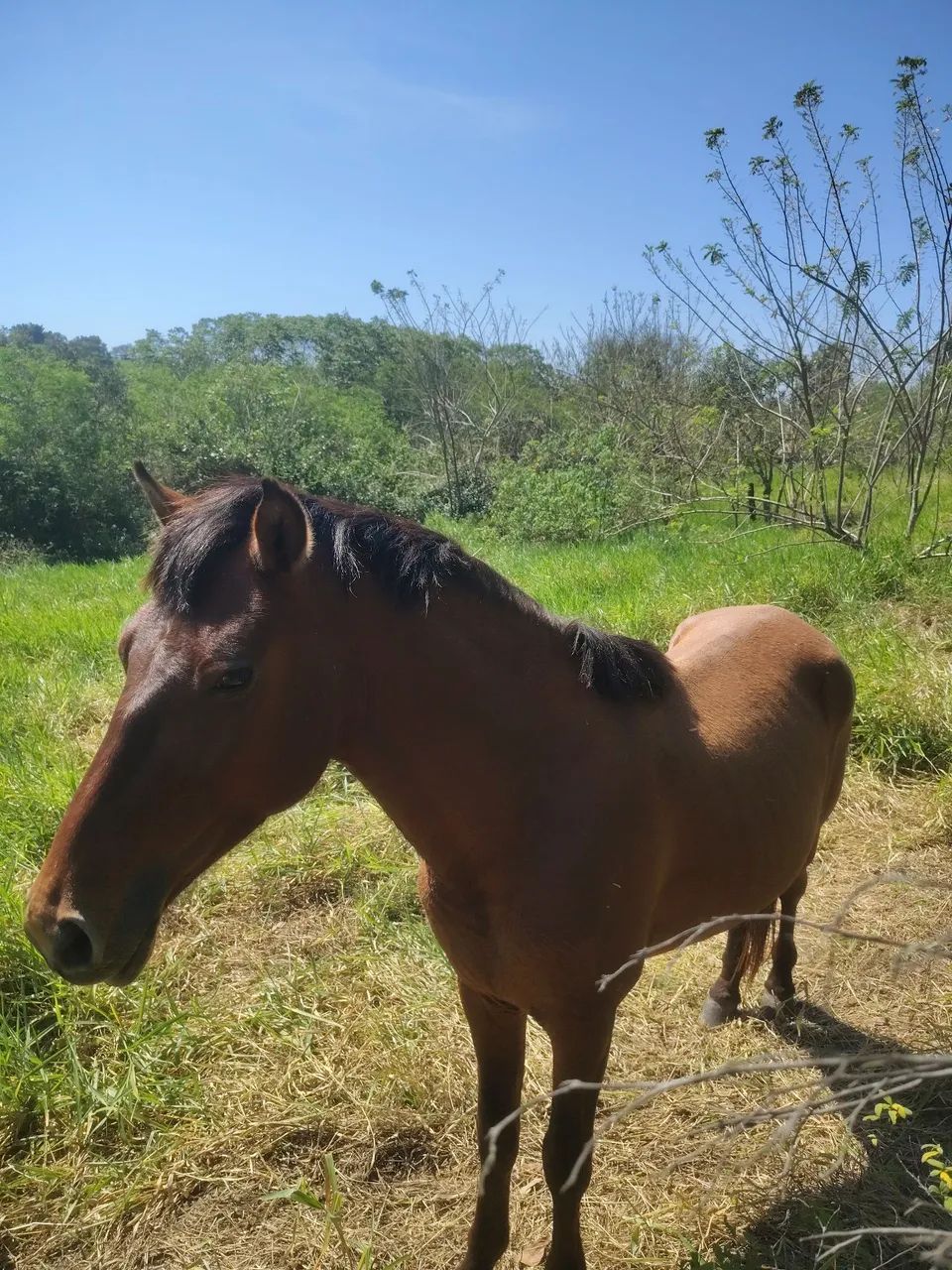 CAVALO  - Foto 3