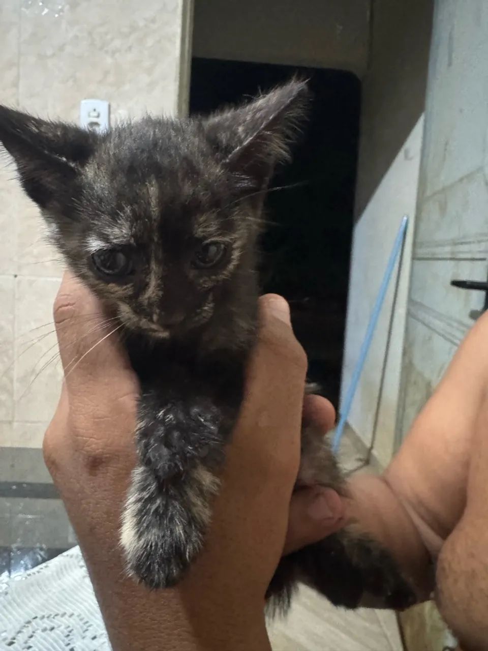 Doação gato - Foto 5