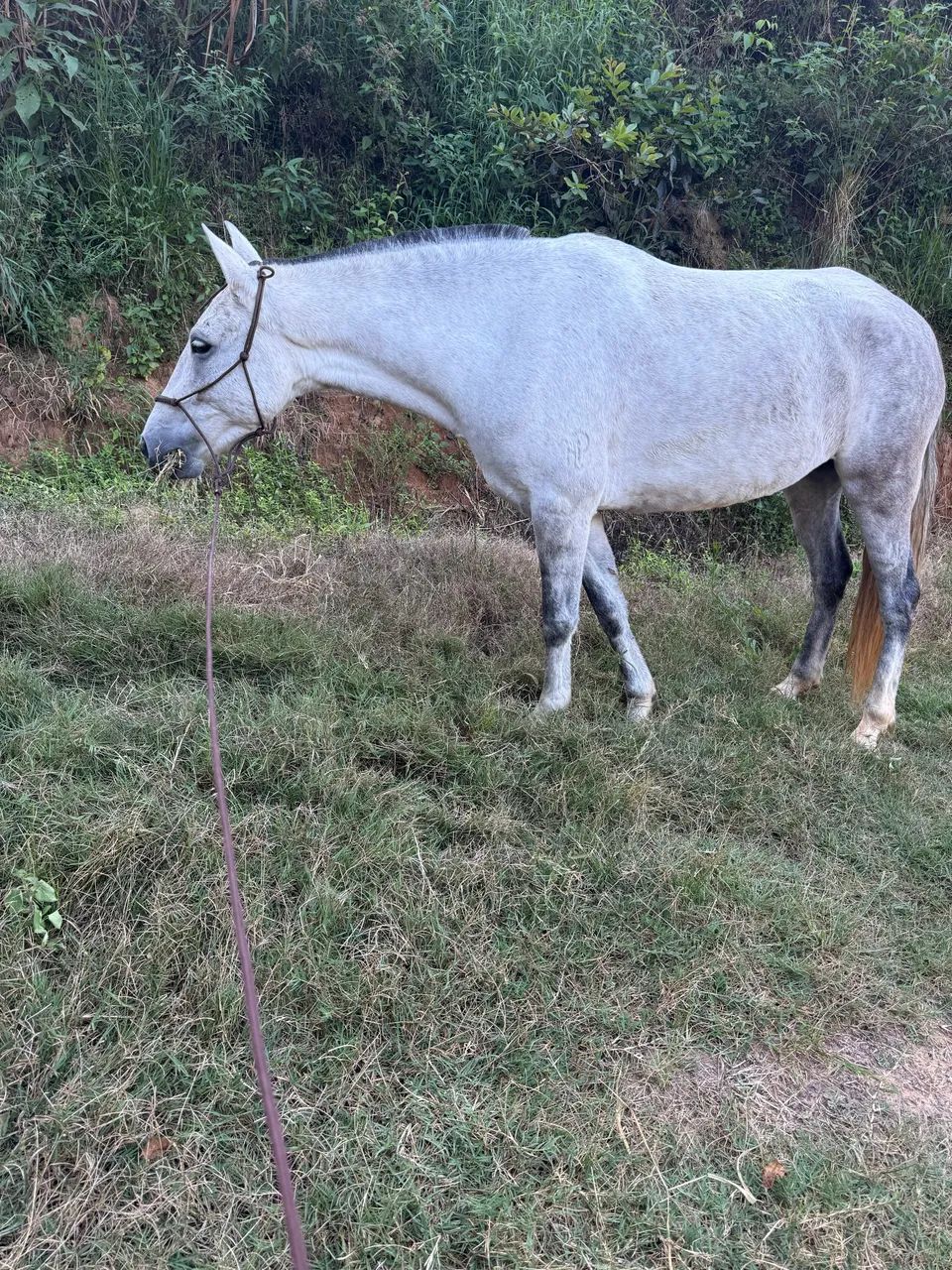 Vendo égua mangalarga  - Foto 2