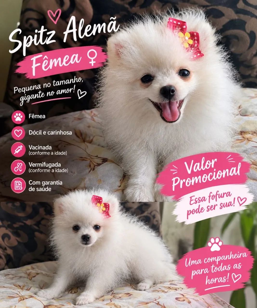 LuLu da pomerania 