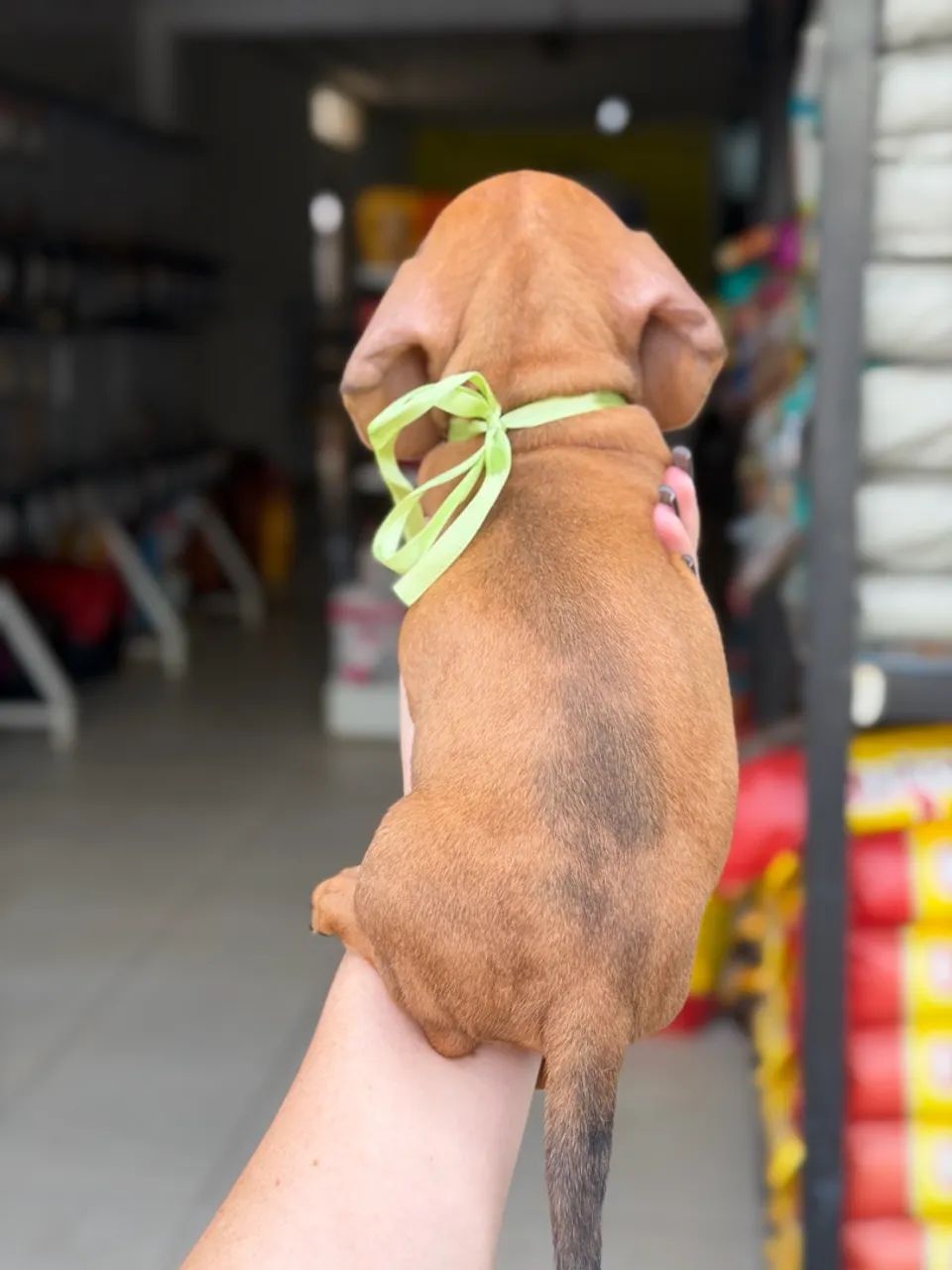 Dachshund macho  - Foto 5
