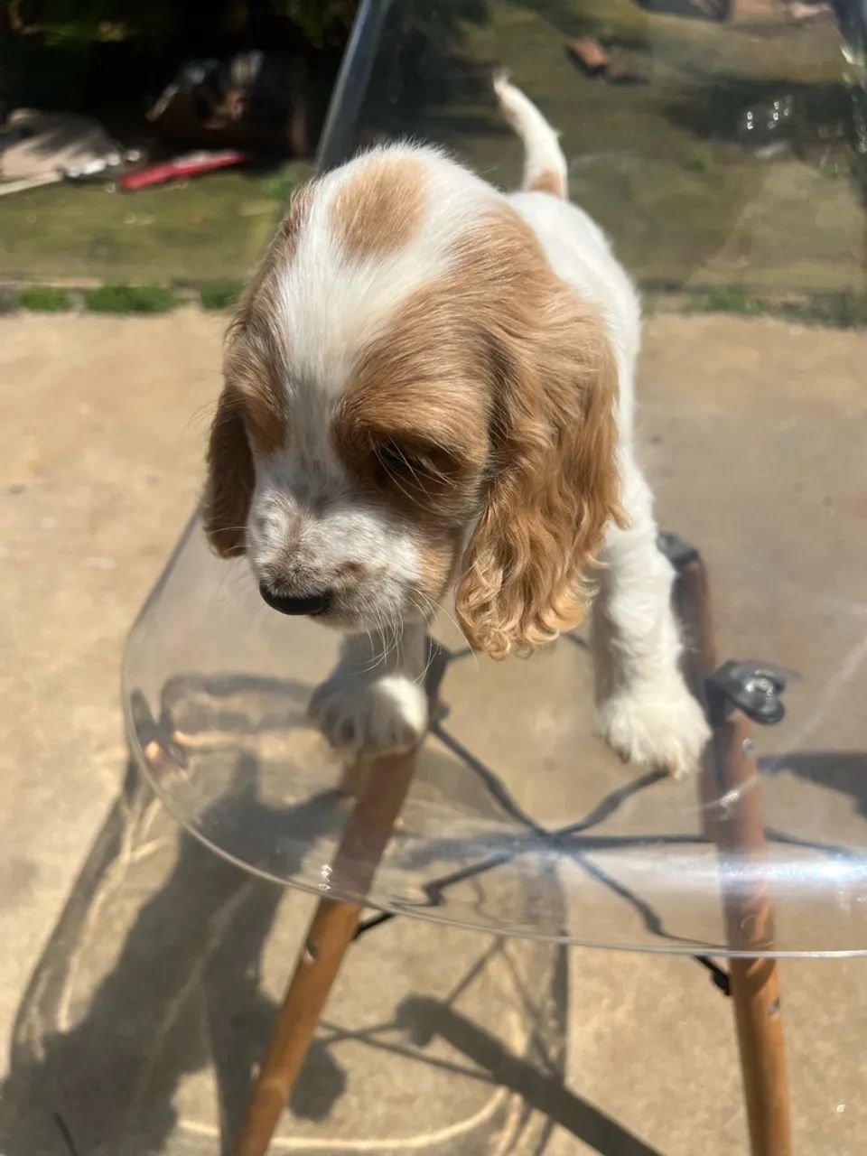 Coker spaniel - Foto 3