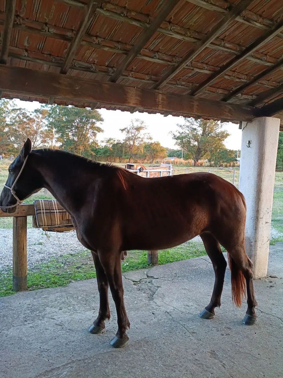 Égua MM - Foto 4