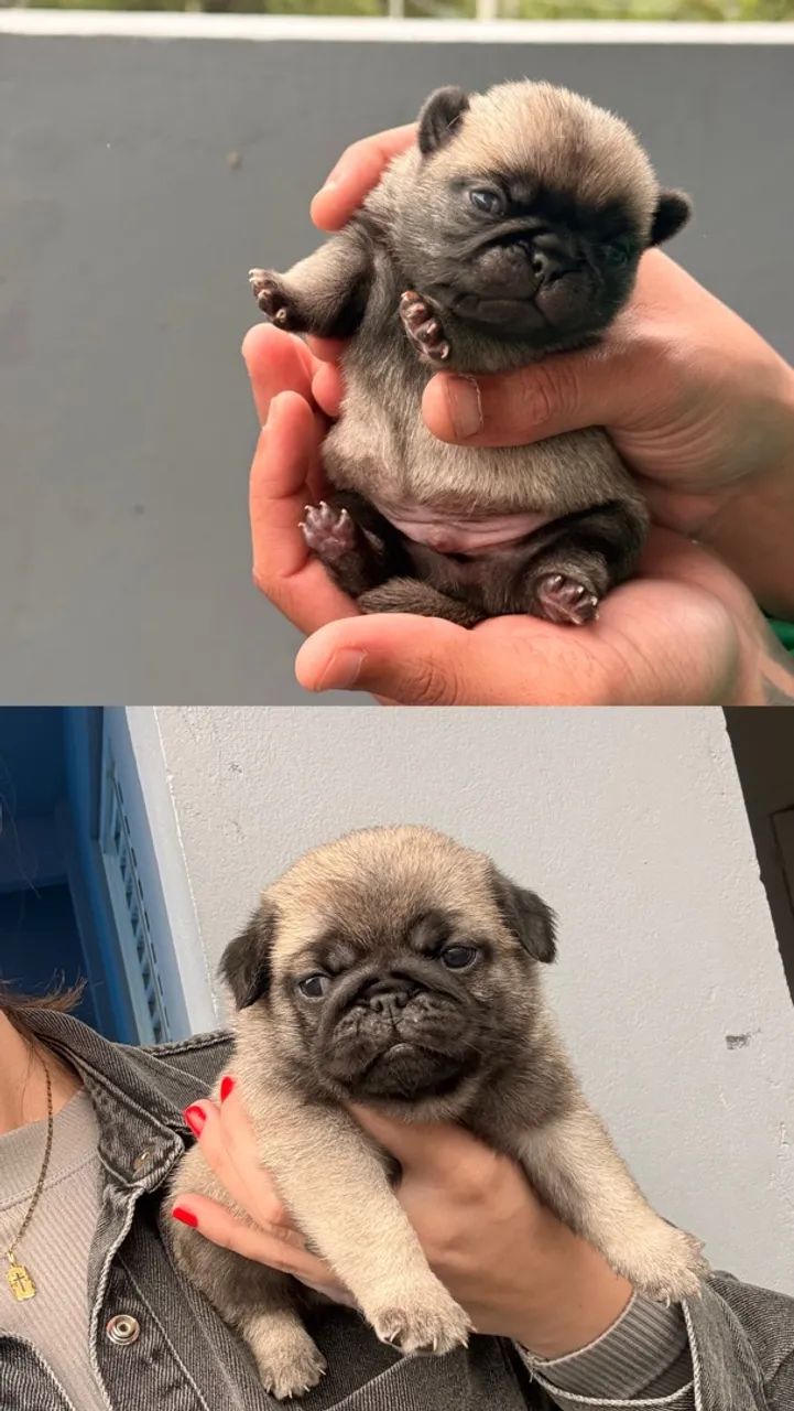 Pug machinho  - Foto 4