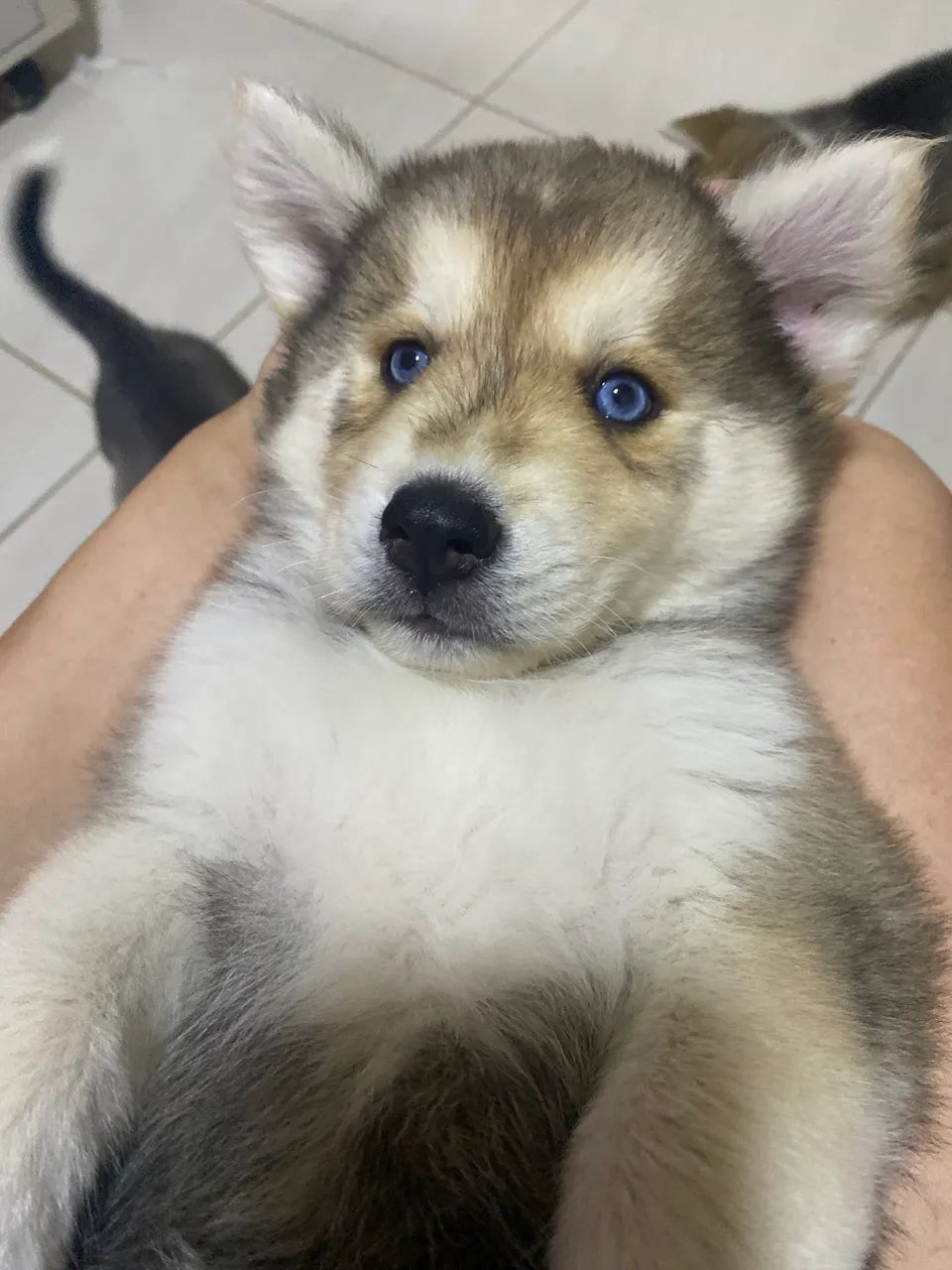 Husky Siberiano  - Foto 3