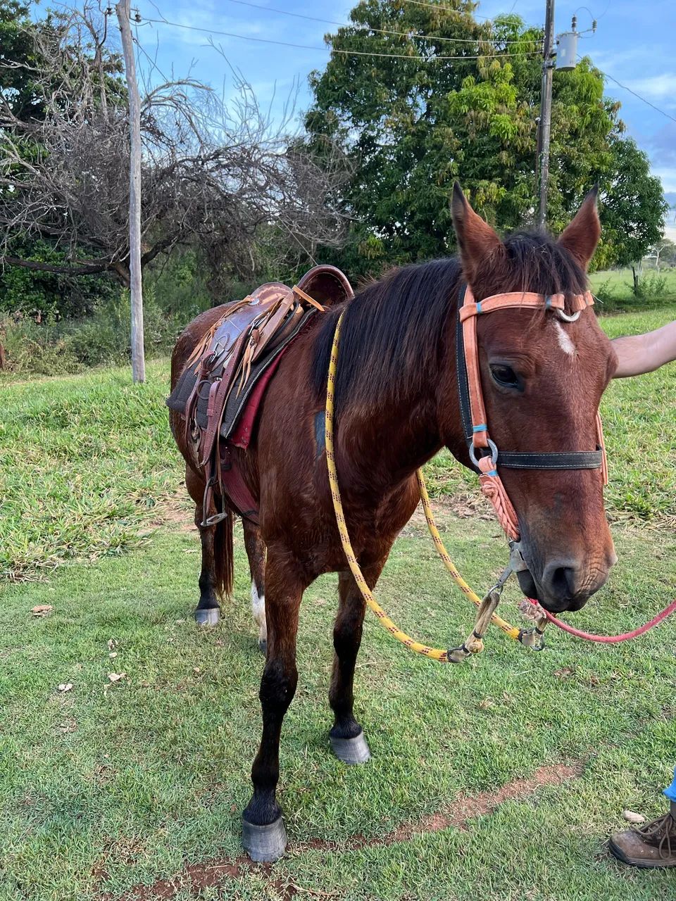 Cavalo  - Foto 2