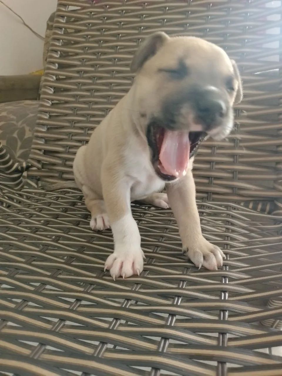 Pets para adoção ? - Foto 5