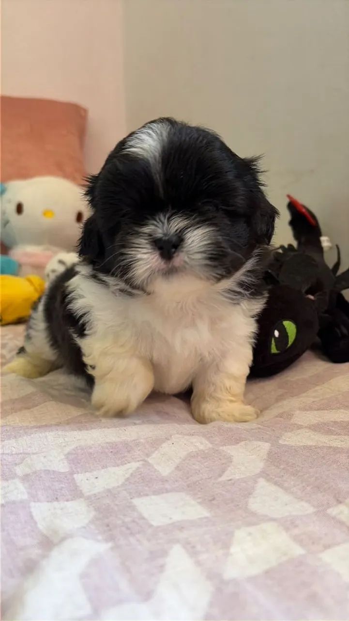 ShihTzu Macho 