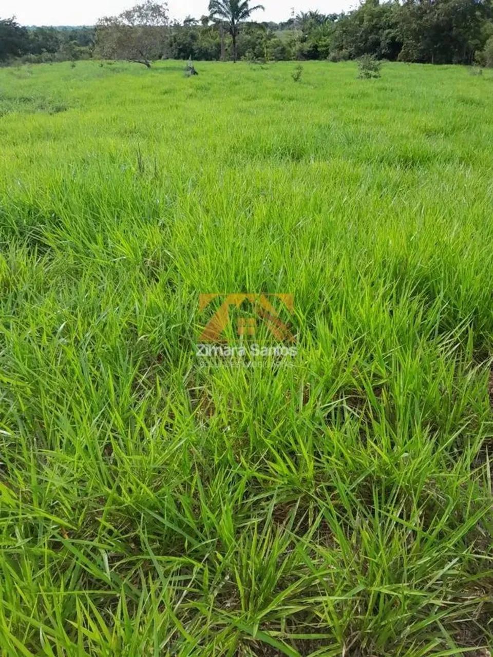 Fazenda, 62 alqueires - Piçarra/PA - Foto 6