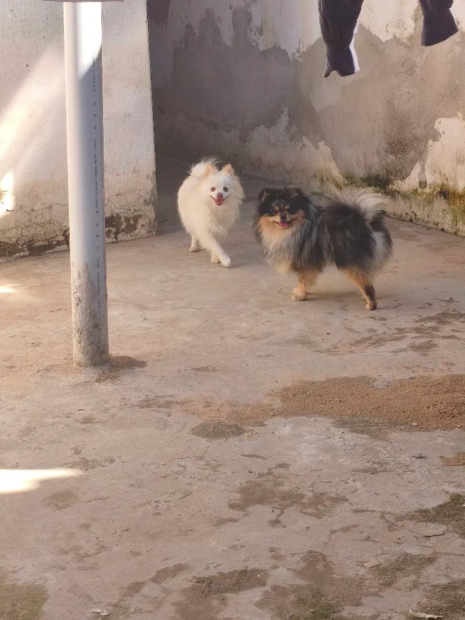 Spitz  - Foto 3