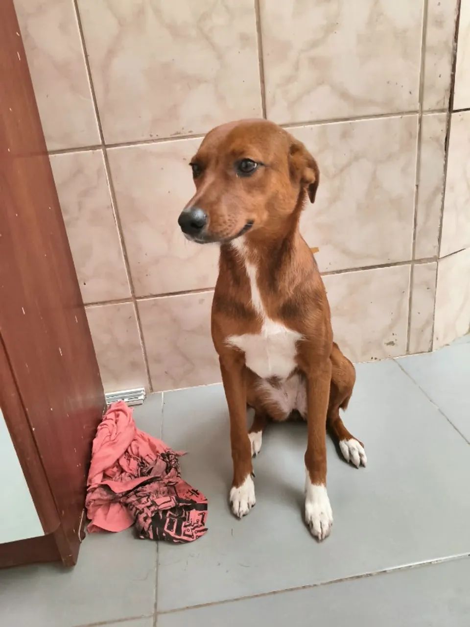 Muffin Adoção - Foto 2