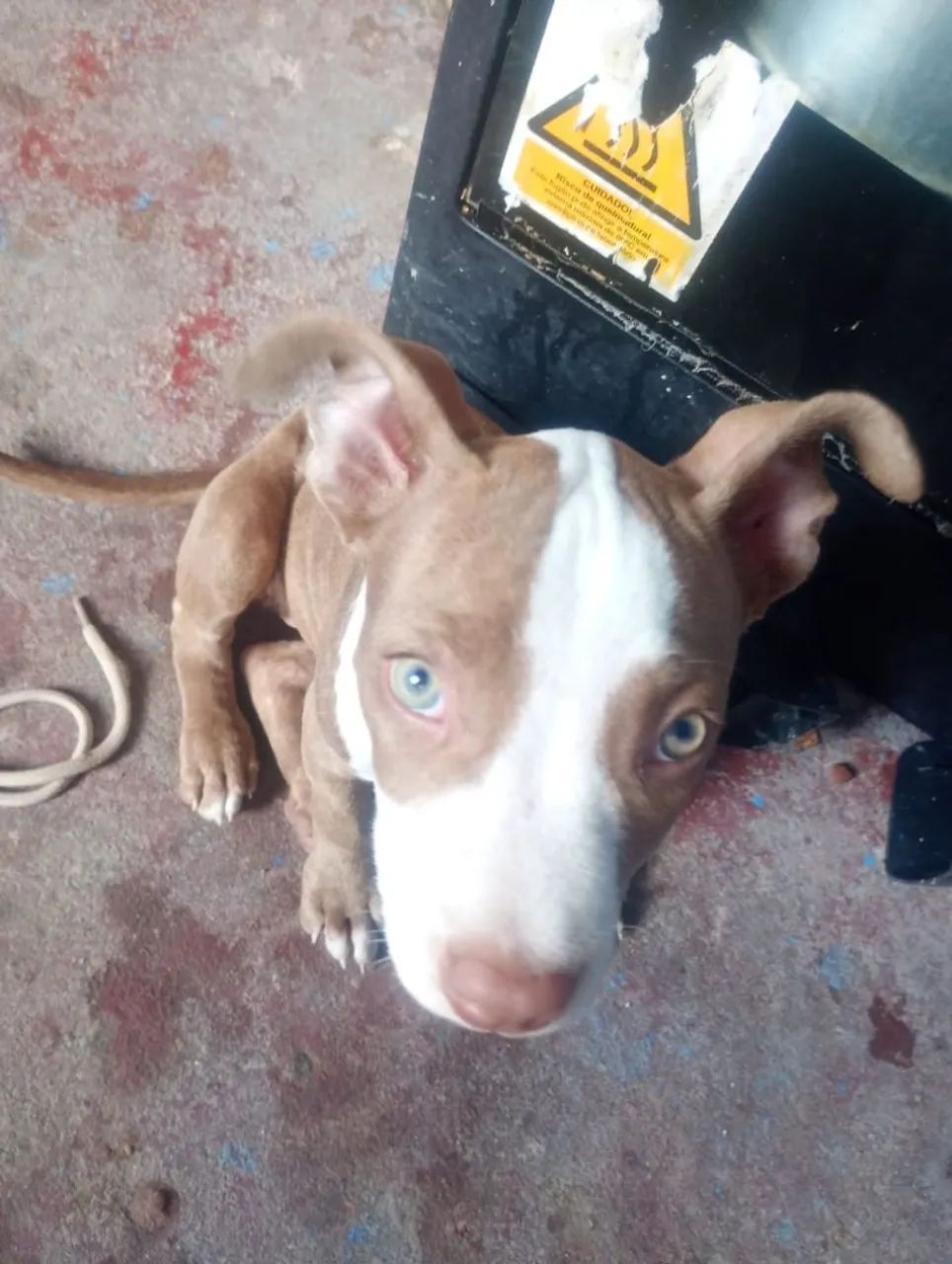 Pitbull 