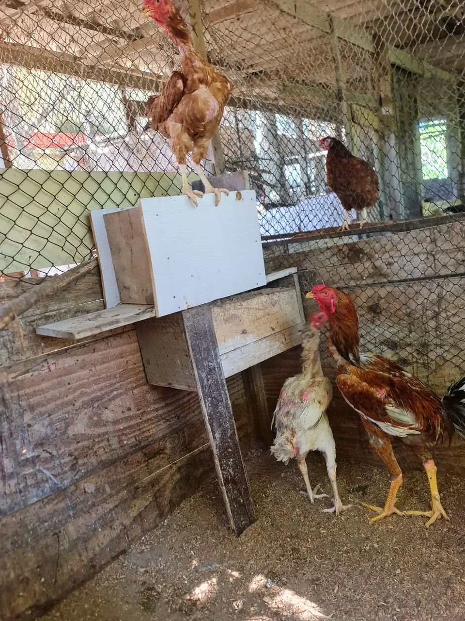Galo é galinha índio gigante  - Foto 4