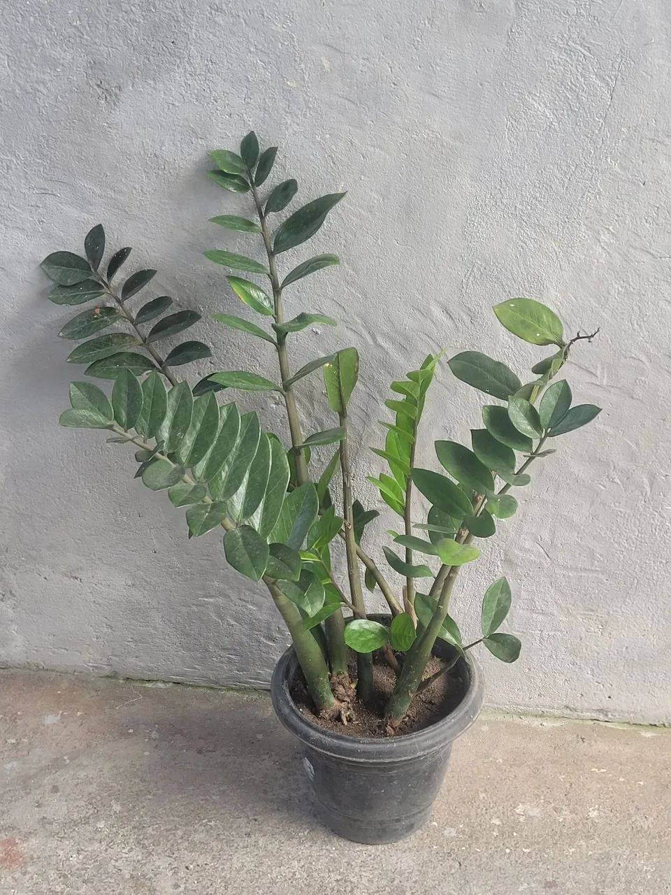 Planta zamioculca