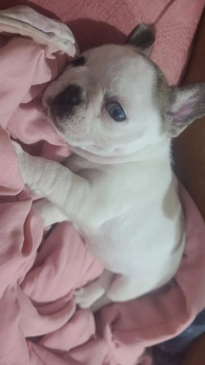 Buldogue francês 