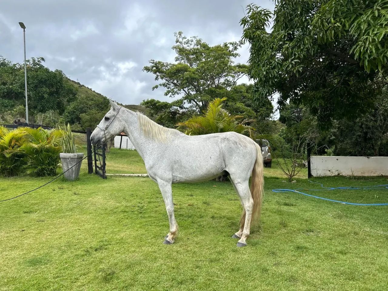 Lindo Cavalo Mangalarga Marchador castrado - Foto 2