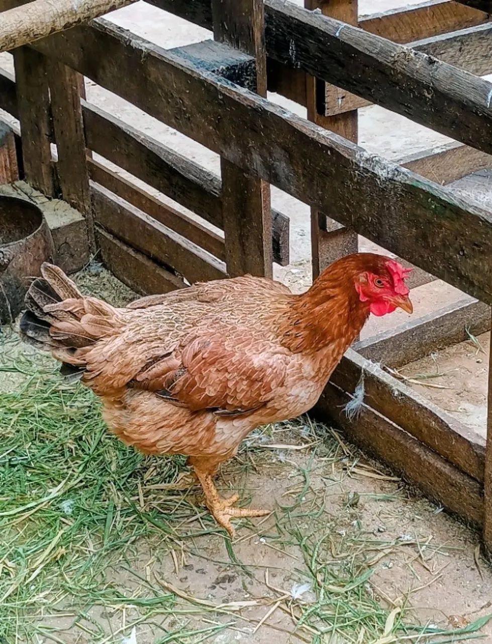 Ovos gsb e IG - Foto 5