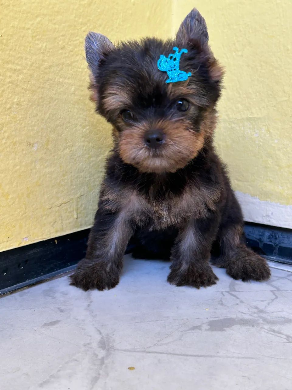 Yorkshire Terrier  - Foto 3