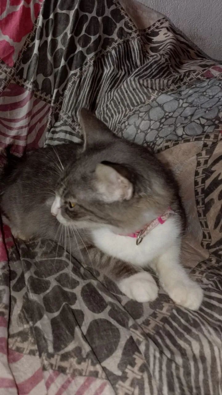 Gata cinza peluda - Foto 2