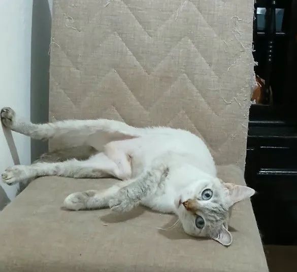 Gatinha p adoção  responsável  - Foto 3