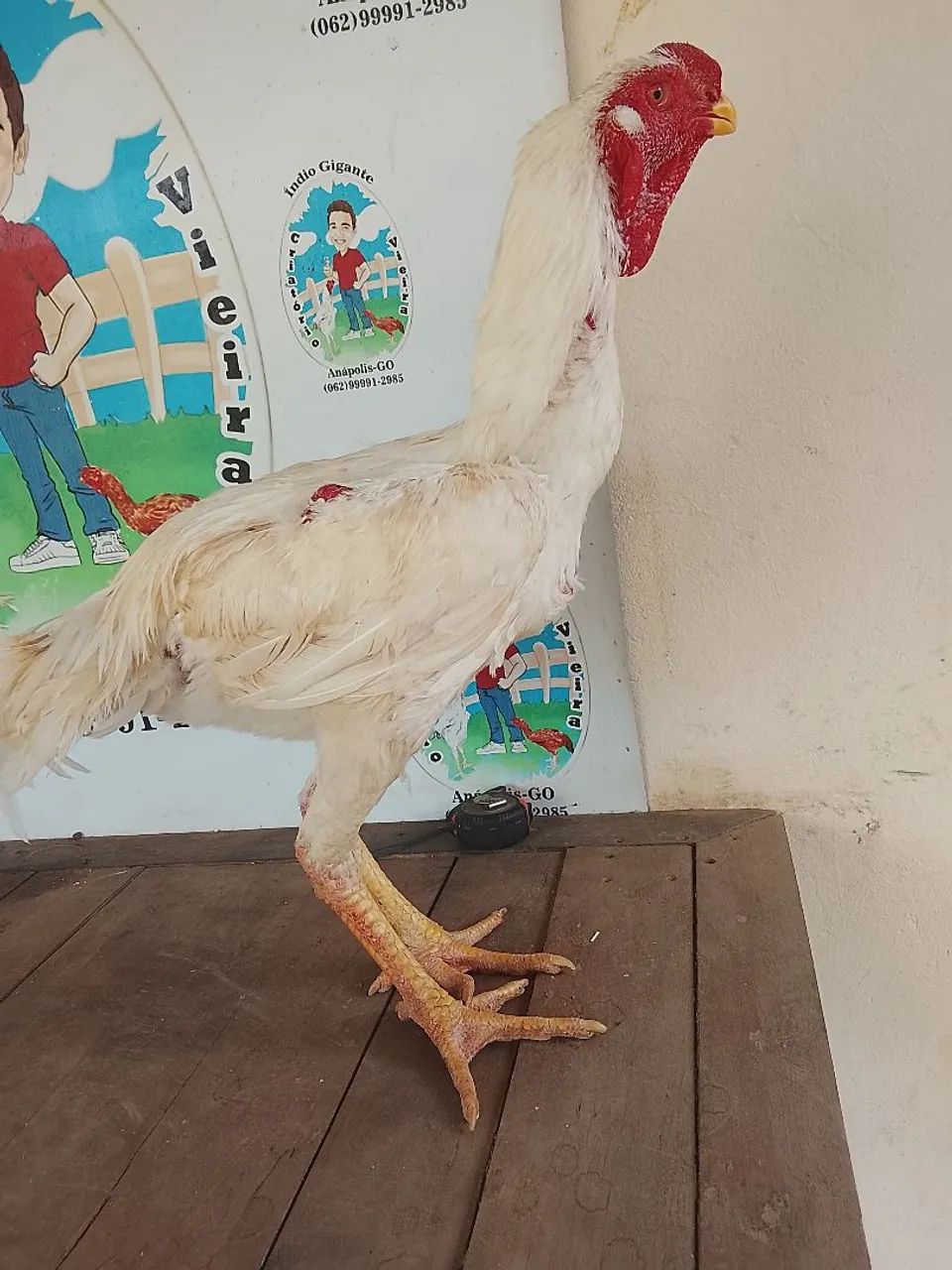 Índio gigante 