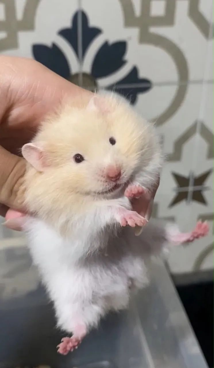 Hamster Sírio