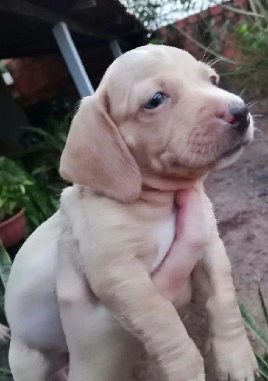 Filhotes de dachshund "salsicha" - Foto 5