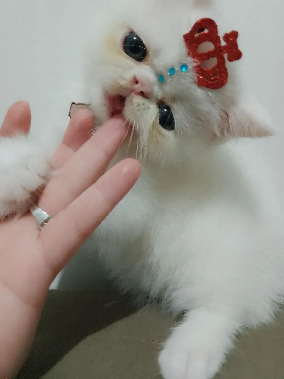 Gatinho persa exótico - Foto 3