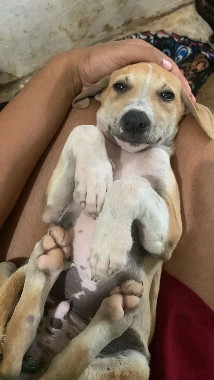 Filhotes Para Doação - Foto 2