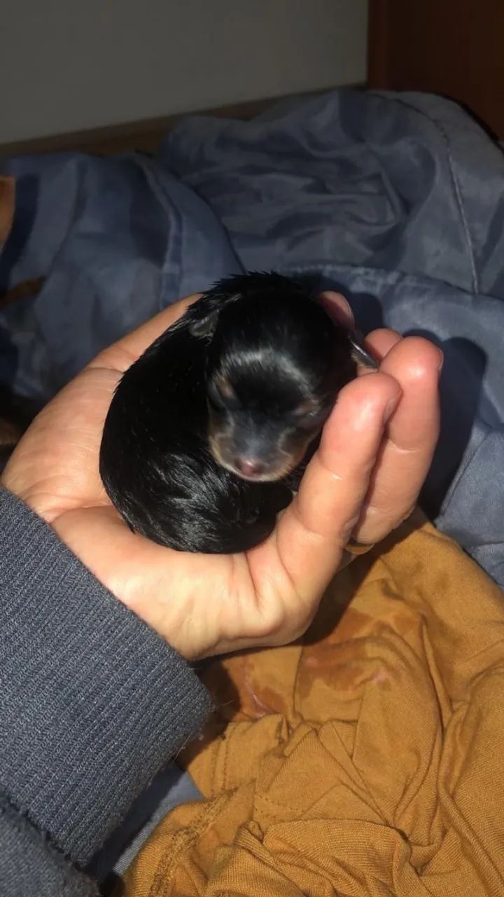 Pinscher fêmea número 0  - Foto 4