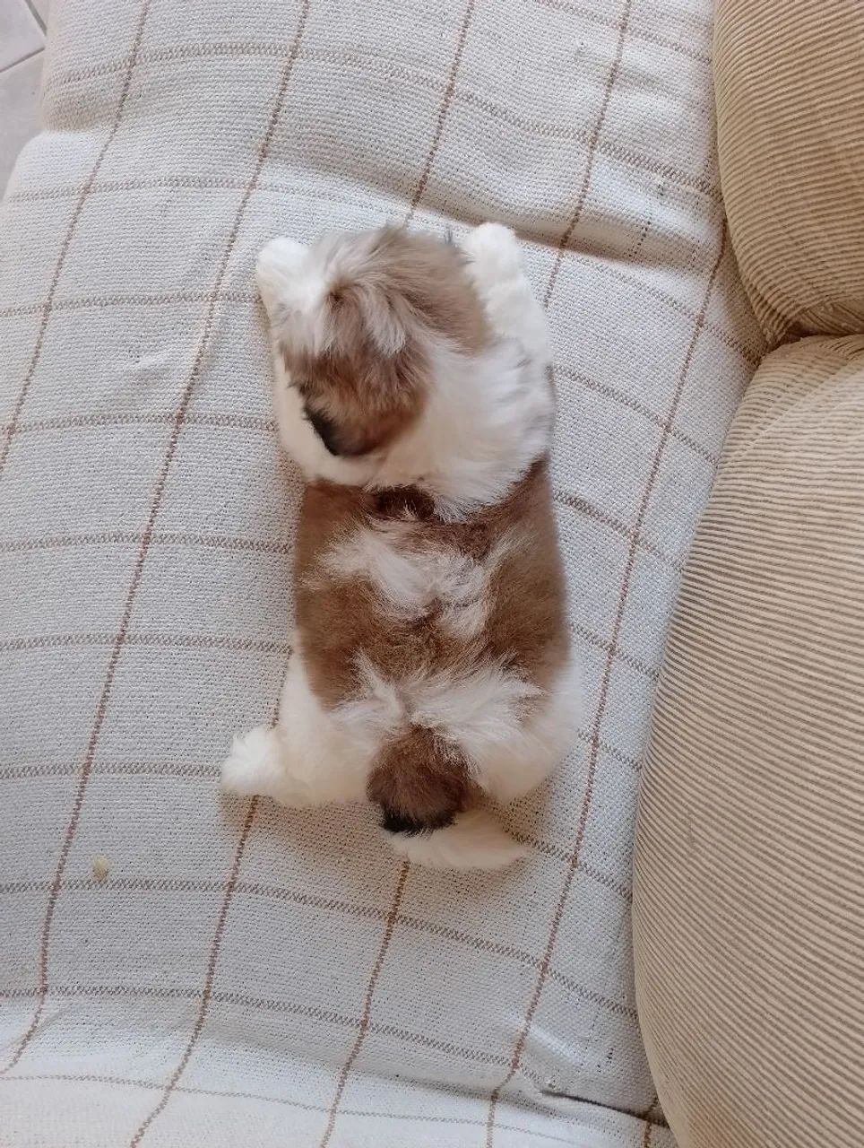 Lindos filhotes de Shitzu  - Foto 3