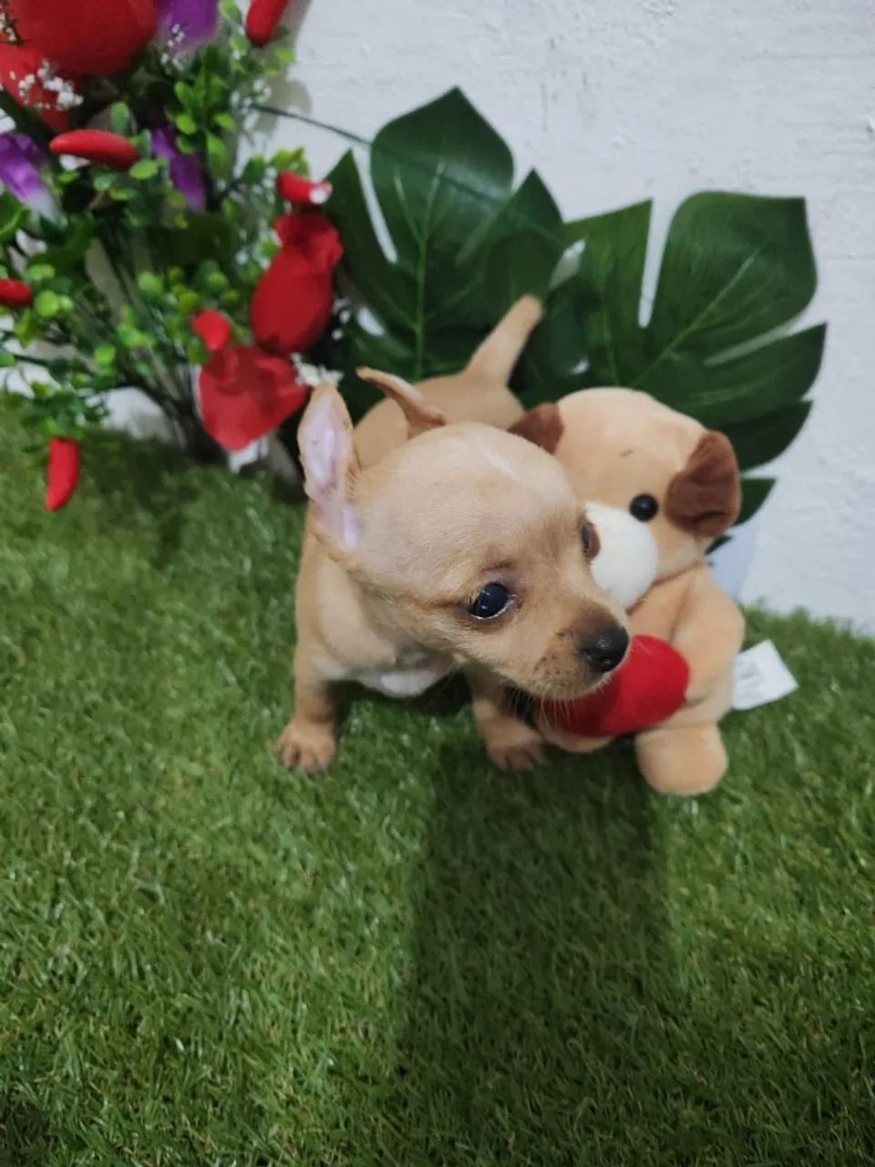 Pinscher 