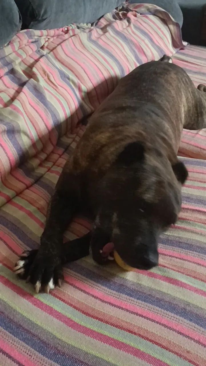 Pit Bull super dócil  - Foto 3