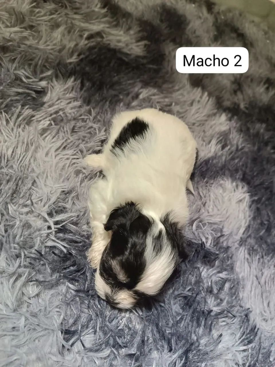 FILHOTES DE LHASA APSO - RESERVAS ABERTAS - Foto 2