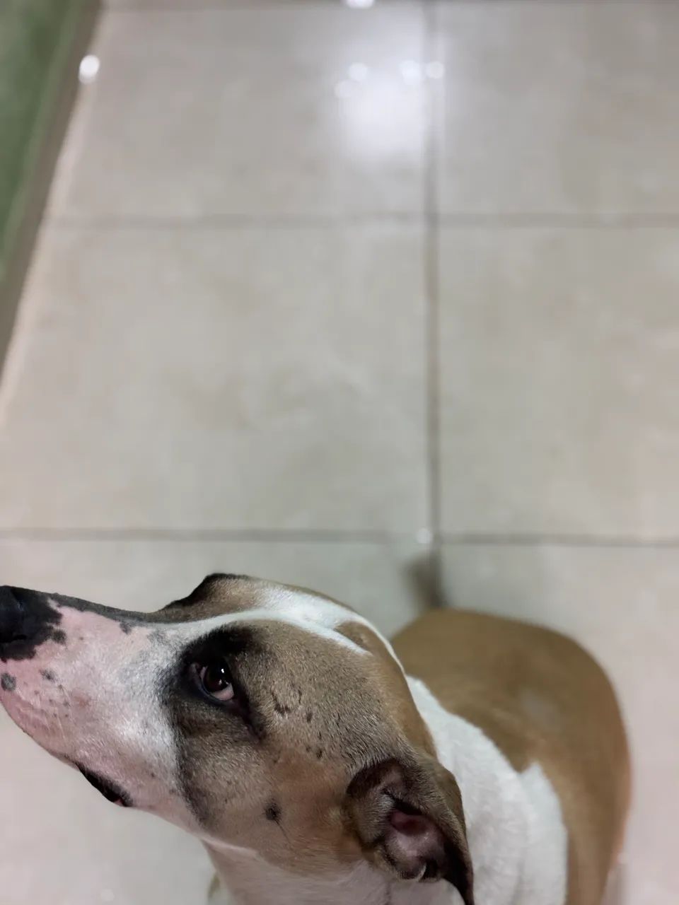 Doa-se Cachorra dócil  - Foto 5