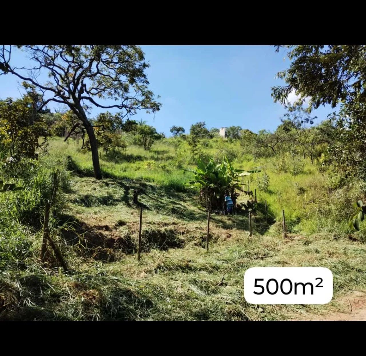Foto - Igarapé - Jequitibá
