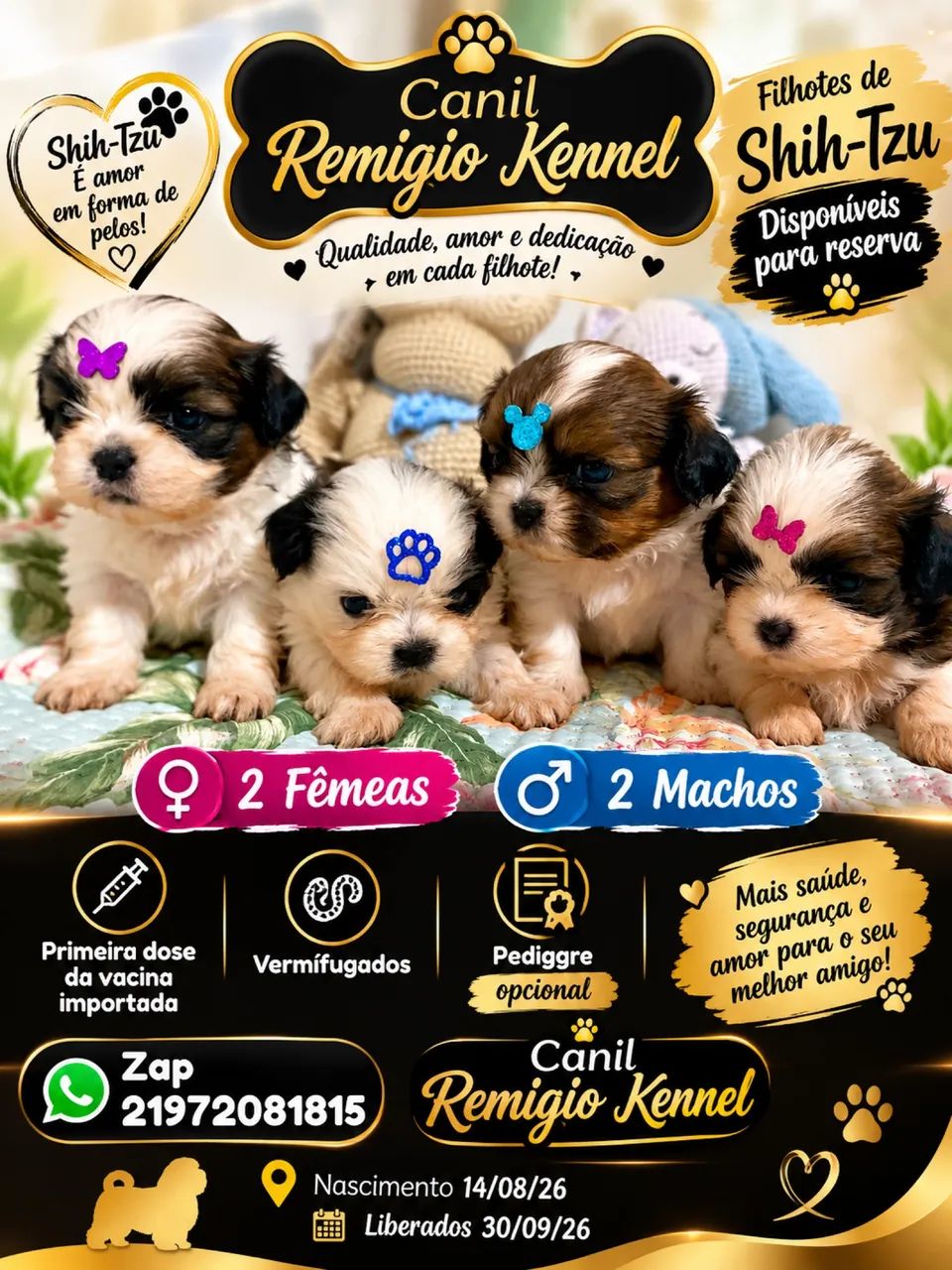 Filhotes de Shihtzu  - Foto 3