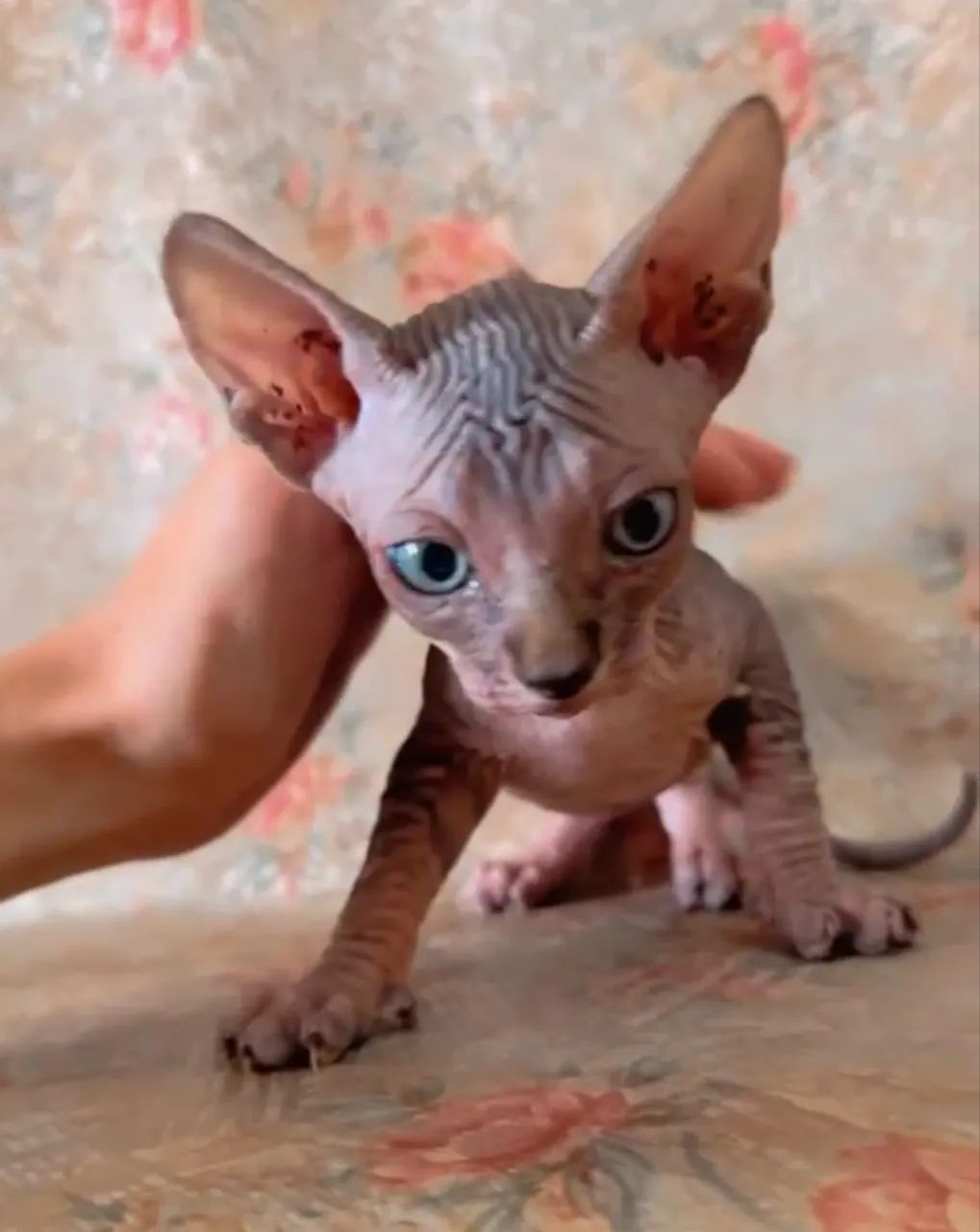 Filhote de gato Sphynx  - Foto 2