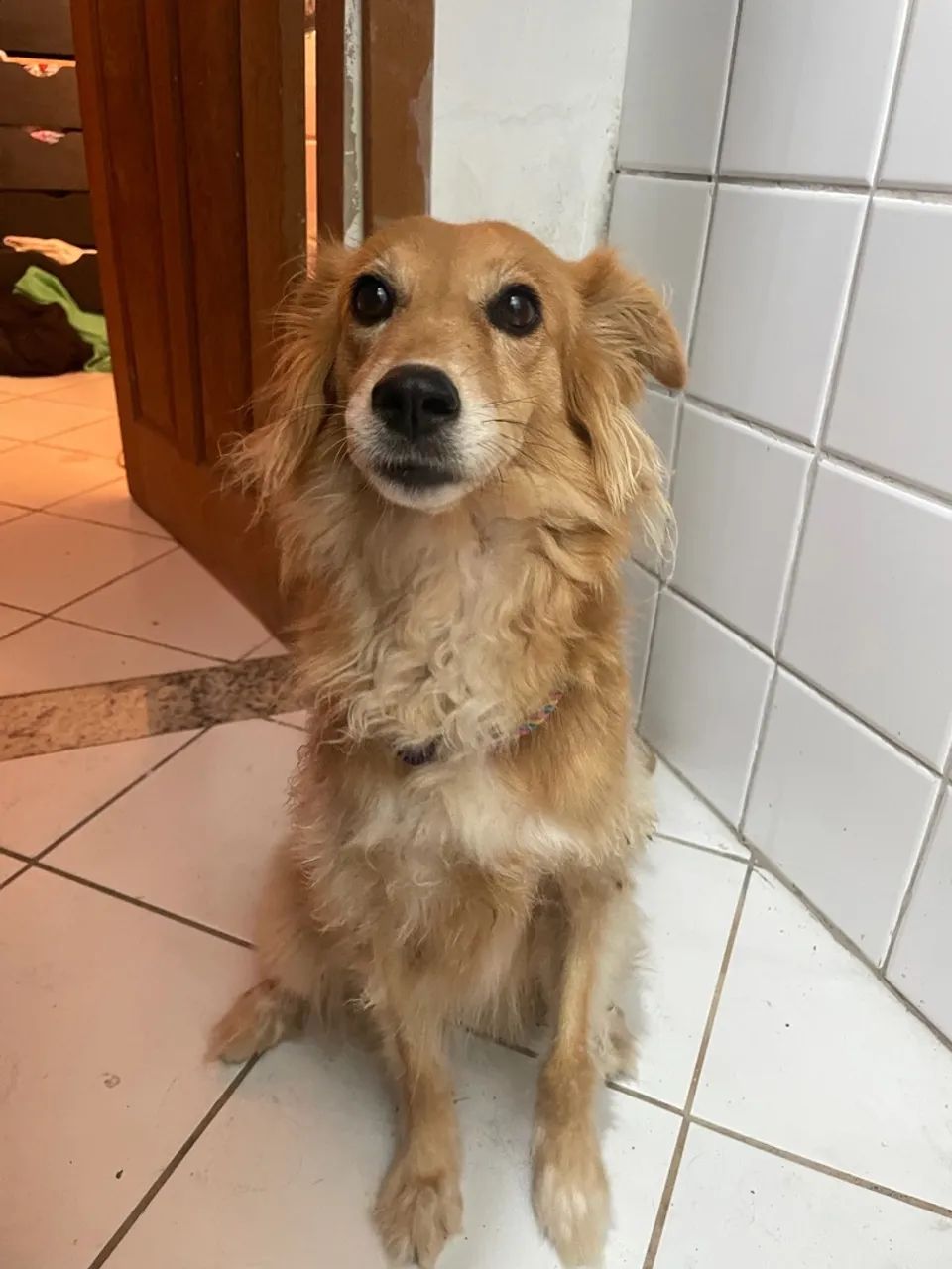 Cachorro para doação  - Foto 3