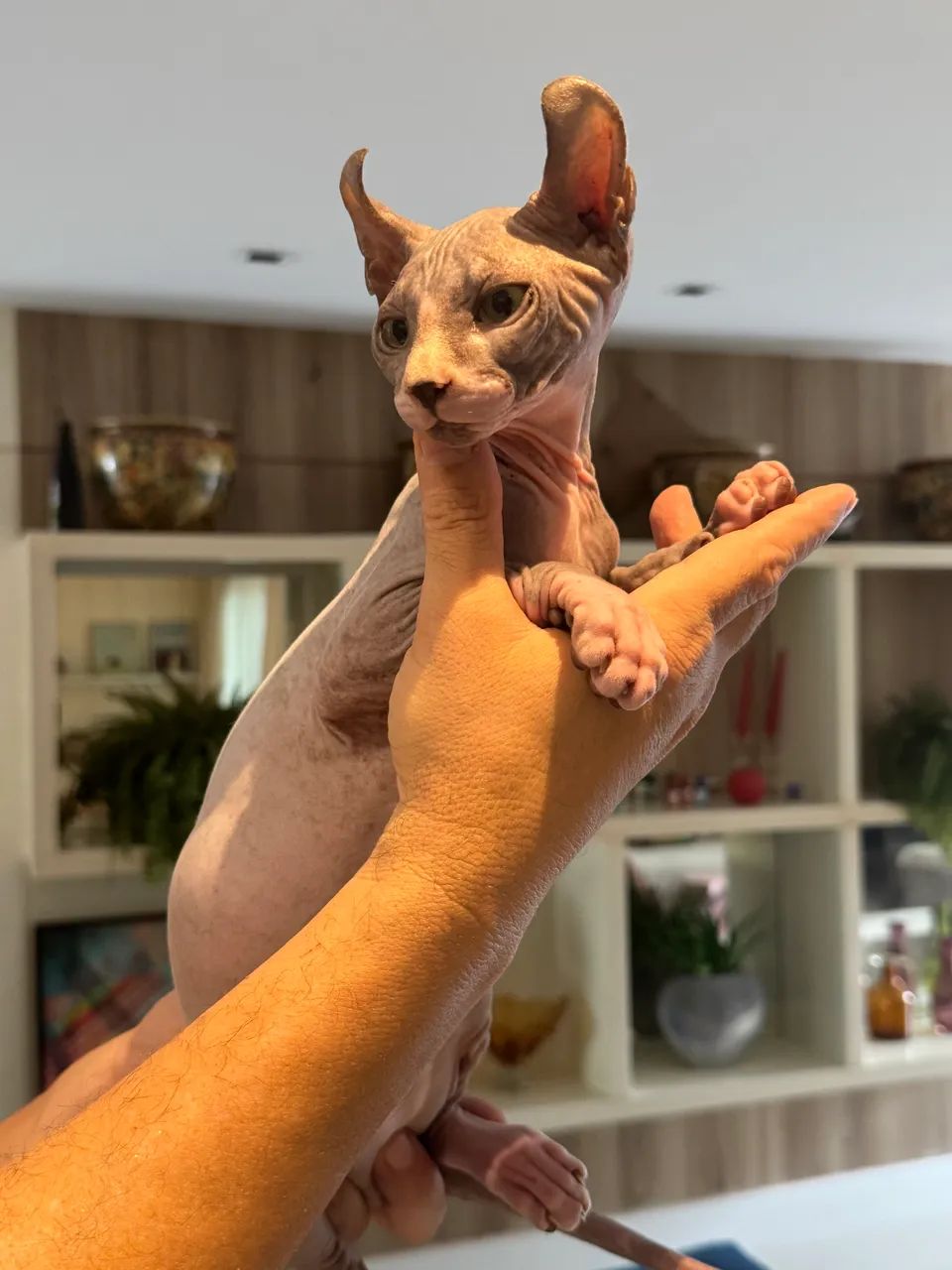 Vendo gato Sphynx Elf - Foto 2
