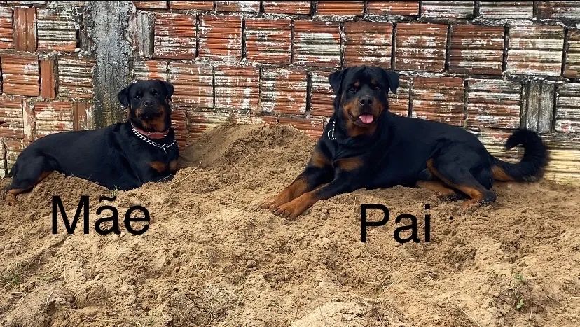 Filhotes de Rottweiler  - Foto 4
