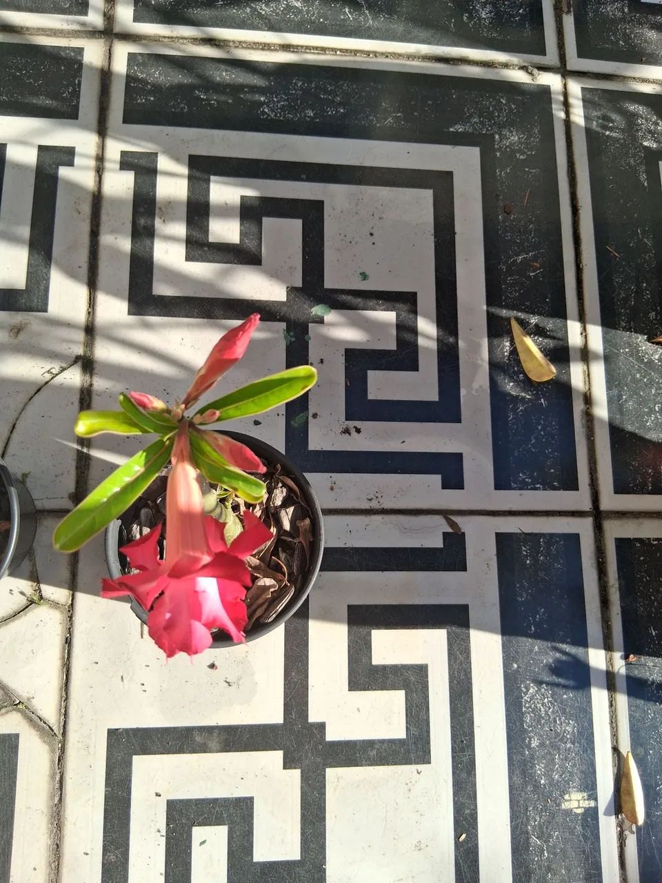 ROSA DO DESERTO  - Foto 3