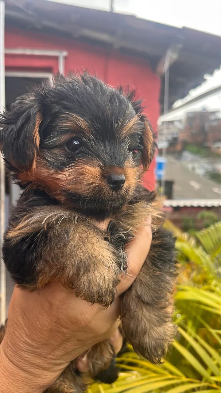 Yorkshire Terrier - Macho  - Foto 3