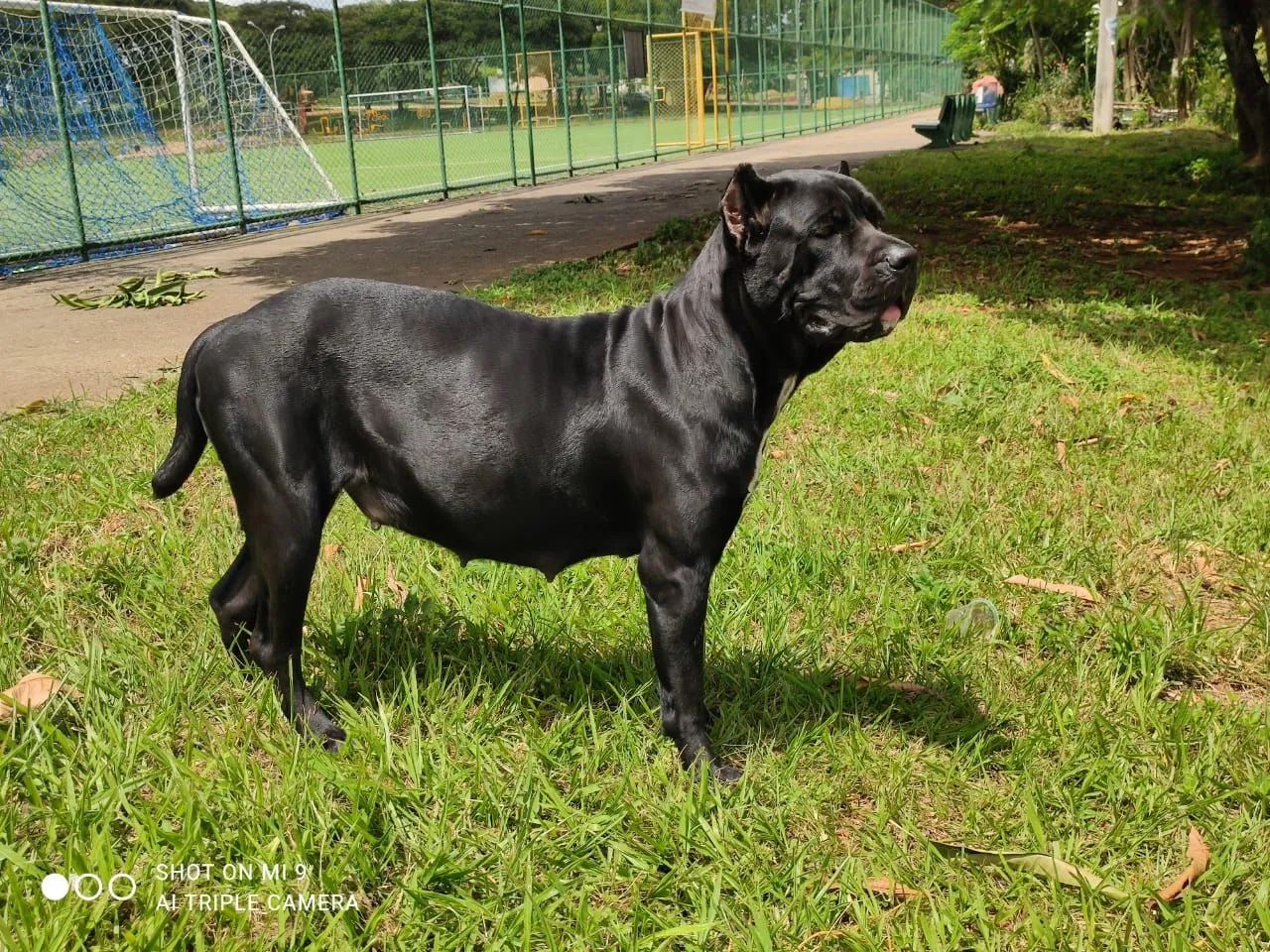 Filhotes de Cane corso  - Foto 4