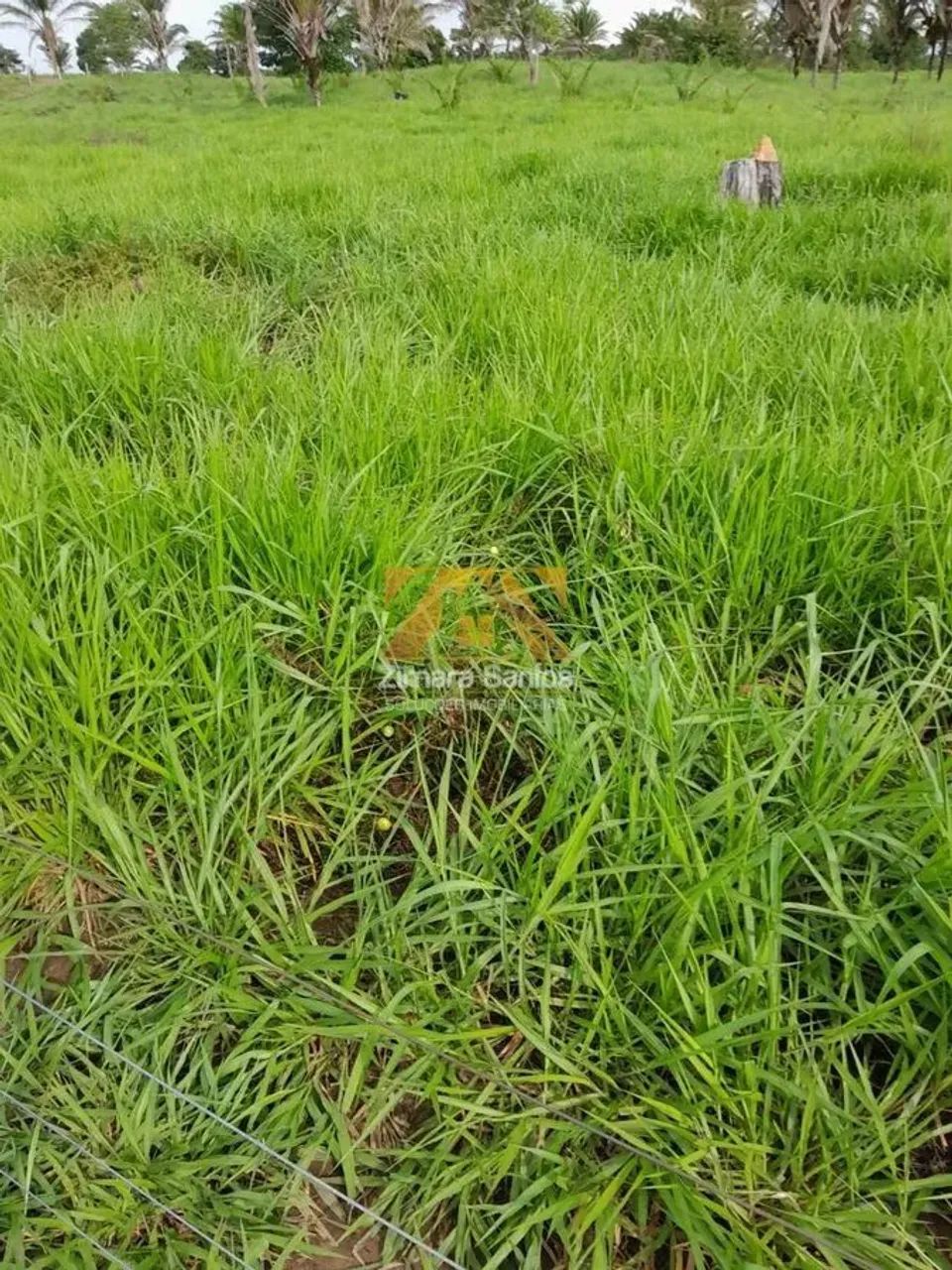 Fazenda, 62 alqueires - Piçarra/PA - Foto 3