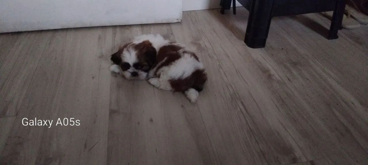 Vendo filhote de shitzu mini - Foto 2