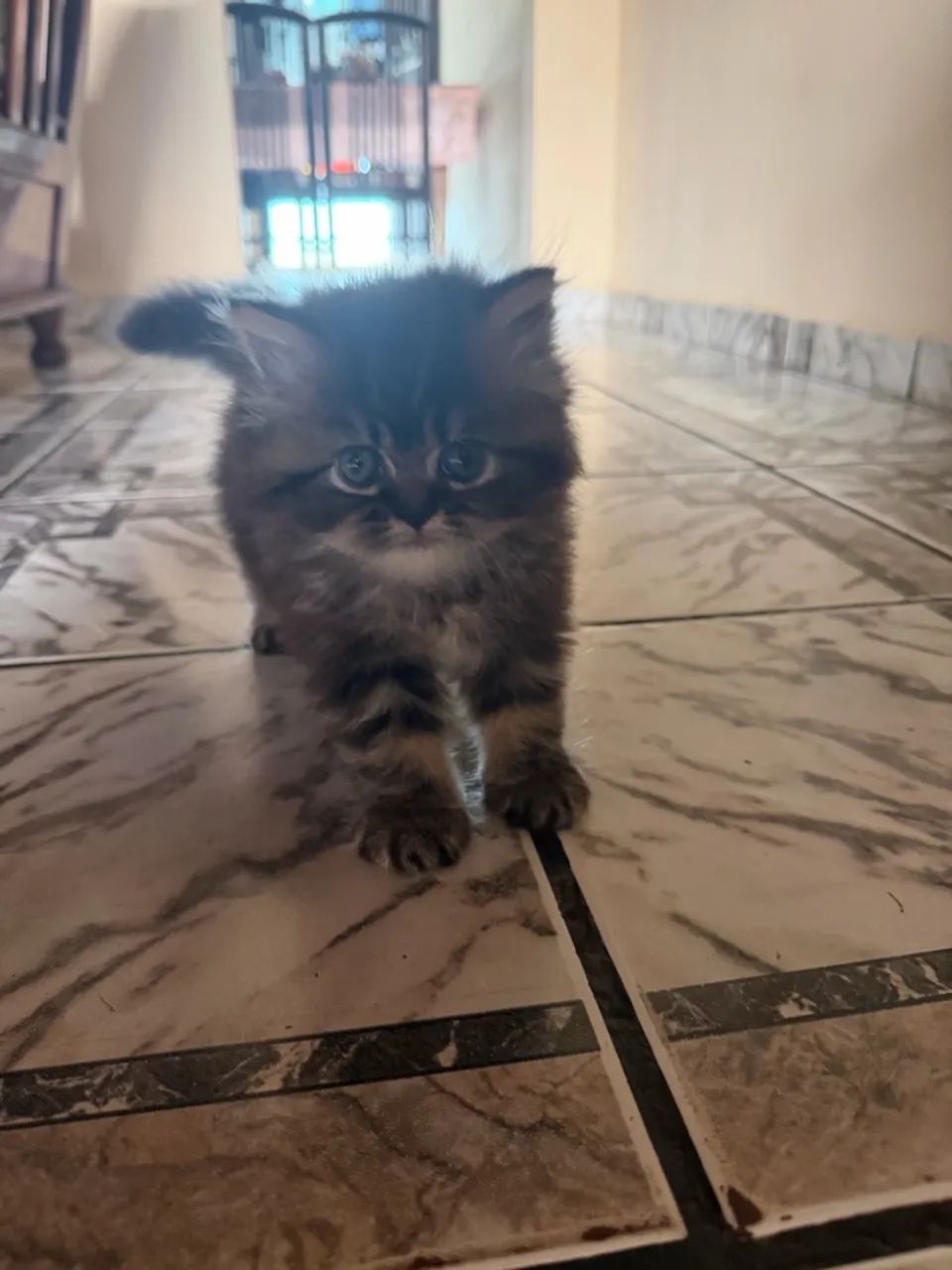 Gatinha persa  - Foto 2